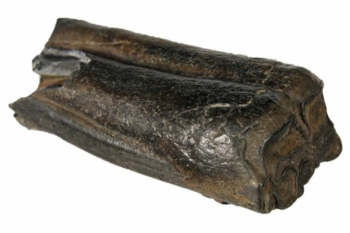 Pleistocene Aged Fossil Horse Tooth - Florida #122588